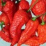 208177-peper-duivels-brein-devil-brain