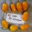 208183-peper-el-oro-ecuador