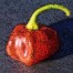 208186-peper-espiritu-santo