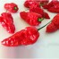 208187-peper-fatalii-red