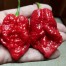 208192-peper-genghis-khan-brain