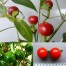 208193-peper-ghana-round