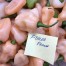 208194-peper-fidalga-peach
