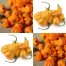 208198-peper-goro-goro-orange