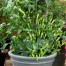 208199-peper-gusto-green-f1