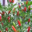 208200-peper-grandpa-home-pepper