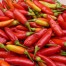 208201-peper-guam-boonies-guam-boonie