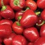 208203-peper-gundu-ramnath-pur
