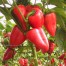 208204-peper-habalokia-lavalamp-red