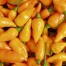 208205-peper-hana-madsuri