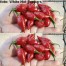 208214-peper-hot-agata-tongue