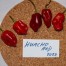 208216-peper-huacho-red