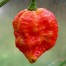 208240-peper-infinity