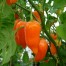 208307-peper-jamy