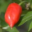 208919-peper-naranga-naranja