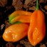 209256-peper-pickersgill-orange