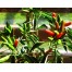 209257-peper-picante-mazzetti