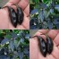 209258-peper-pimenta-da-neyde