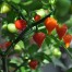 209259-peper-pinzon