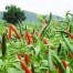 209276-peper-prik-chee-fah-thai-spur-chili