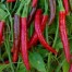 209277-peper-phrik-key-nuu