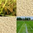 242510-risottorijst-vialone-nano