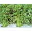 245150-tropische-snijselderij-summer-light-yellow-green-tianjin