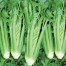 247250-bleekselderij-green-pascal