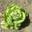 252100-kropsla-gele-gotte-gotte-jaune-or-white-seeded-tennisball-golden-tennisball-golden-forcing-klein-duimpje-sla