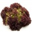 262500-krulsla-lollo-rosso-lollo-rossa