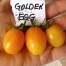 291228-olijftomaatje-golden-egg