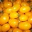 291230-olijftomaatje-golden-grape