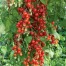 291800-kerstomaat-sweet-million-red-centiflor-rideau-sweet-super-sweet