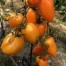 292090-roma-tomaat-zolotoy-klik-golden-fang