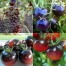 293185-middenmaat-tomaat-bosque-bleu