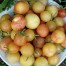 293198-middenmaat-tomaat-cherry-ghost