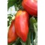 293200-middenmaat-tomaat-des-andes-andine-cornue-red-banane