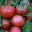 295215-vleestomaat-blue-fruit