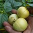 296800-tomatillo-grosse-gelbe-suesse