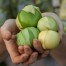 297000-tomatillo-toma-verde