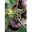 297040-tomatillo-purple-milpa