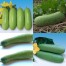 297920-tong-gwa-chinese-wintermeloen-grade-jade-f1-gold-195-f1-benyue-f1