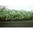 301000-tuinkers-gewone-groene