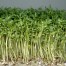 301010-tuinkers-gewone-groene