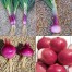 305655-grote-rode-zoete-uien-rossa-savonese-red-savona