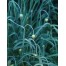 306500-siberische-knoflook
