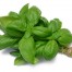 333200-basilicum-grove-genovese-type
