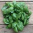 333210-basilicum-genovese-original