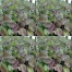 333500-heilige-basilicum-samui-red-tulsi