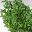 333510-heilige-basilicum-nicobar-green-tulsi